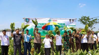 Forkopimda Jombang Hadiri Panen Raya Tembakau di Kabuh